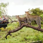 Ker & Downey® Africa Receives Prestigious Award for Safari Mastery